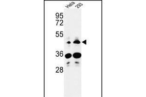HS3ST2 Antikörper  (C-Term)