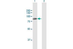 Western Blot analysis of HIPK4 expression in transfected 293T cell line by HIPK4 MaxPab polyclonal antibody.