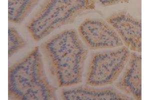 Detection of APOA4 in Mouse Intestine Tissue using Polyclonal Antibody to Apolipoprotein A4 (APOA4)