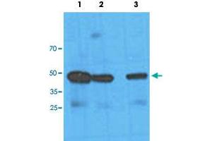 Western blot analysis of HeLa cell lysate with NANS monoclonal antibody, clone AT1G6  at Lane 1: 1:100 dilution, Lane 2: 1:1000 dilution and Lane 3: 1:3000 dilution followed by HRP-conjugated goat anti-mouse secondary antibody and visualized by ECL detection system. (NANS anticorps  (AA 1-359))