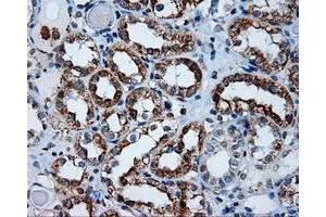 Immunohistochemistry (IHC) image for anti-Amyloid beta (A4) Precursor Protein (APP) antibody (ABIN1496875) (APP anticorps)