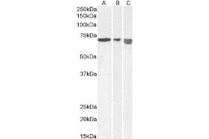 ABIN2560986 (0. (AIF anticorps)