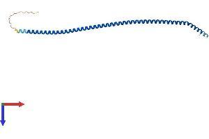 AlphaFold protein structure predicition of Mouse Recombinant Ccdc153 Protein, UniprotID P0C7Q1
