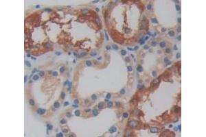 IHC-P analysis of Human Tissue, with DAB staining. (DNAJC12 anticorps  (AA 1-183))