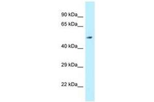 Image no. 1 for anti-Aldehyde Dehydrogenase 3 Family, Member B2 (ALDH3B2) (AA 39-88) antibody (ABIN6747901) (ALDH3B2 anticorps  (AA 39-88))