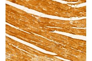 ABIN6263218 and ABIN6273007 at 1/100 staining Mouse heart tissue by IHC-P. (Melanophilin anticorps  (C-Term))