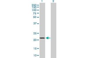 Western Blot analysis of GCET2 expression in transfected 293T cell line by GCET2 MaxPab polyclonal antibody.