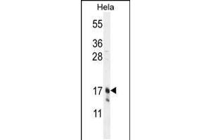 Western blot analysis in Hela cell line lysates (35ug/lane). (Claudin 7 anticorps  (C-Term))