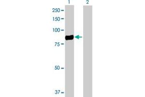Western Blot analysis of CD248 expression in transfected 293T cell line by CD248 MaxPab polyclonal antibody. (CD248 anticorps  (AA 1-757))