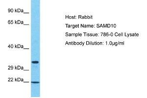 Host: Rabbit Target Name: SAMD10 Sample Tissue: Human 786-0 Whole Cell Antibody Dilution: 1ug/ml (SAMD10 anticorps  (N-Term))