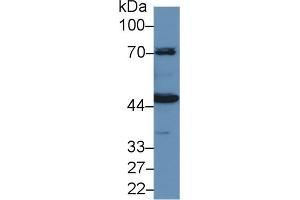 Detection of HMWK in Porcine Kidney lysate using Polyclonal Antibody to High Molecular Weight Kininogen (HMWK)