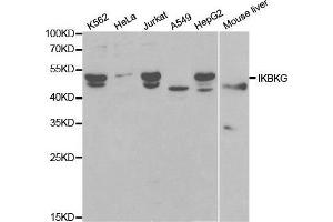 Western blot analysis of extracts of various cell lines, using IKBKG antibody. (IKBKG anticorps  (AA 1-419))