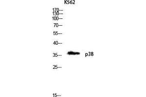 Western Blot (WB) analysis of K562 lysis using p38 antibody. (MAPK14 anticorps  (Ser272))