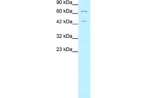 WB Suggested Anti-FOXP3 Antibody Titration:  5. (FOXP3 anticorps  (N-Term))
