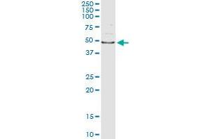 Immunoprecipitation of AIPL1 transfected lysate using anti-AIPL1 monoclonal antibody and Protein A Magnetic Bead , and immunoblotted with AIPL1 MaxPab rabbit polyclonal antibody.