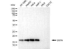 Western blotting analysis using DSTN antibody (ABIN7798320). (Destrin anticorps)