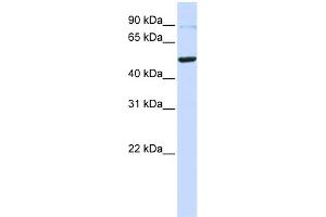 WB Suggested Anti-TINF2 Antibody Titration: 0. (TINF2 anticorps  (Middle Region))
