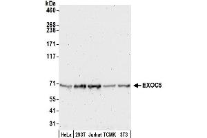 anti-Exocyst Complex Component 5 (EXOC5) (AA 658-708) antibody