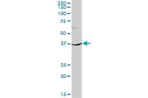 HSD11B2 MaxPab polyclonal antibody.