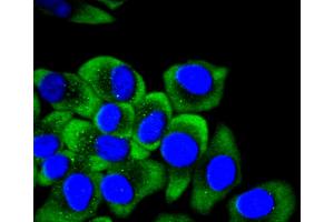 HepG2 cells were fixed in paraformaldehyde, permeabilized with 0.