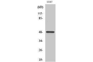 Western Blotting (WB) image for anti-Casein Kinase 1, gamma 1 (CSNK1G1) (N-Term) antibody (ABIN3183659) (CSNK1G1 anticorps  (N-Term))