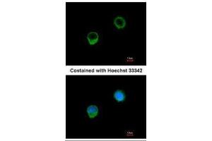 ICC/IF Image Immunofluorescence analysis of methanol-fixed A549, using BCL-x, antibody at 1:500 dilution.