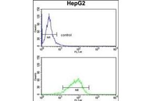 GPD1 Antibody (N-term) (ABIN652446 and ABIN2842302) flow cytometry analysis of HepG2 cells (bottom histogram) compared to a negative control cell (top histogram).
