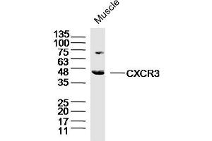 Mouse muscle lysates probed with CXCR3 Polyclonal Antibody, Unconjugated  at 1:300 dilution and 4˚C overnight incubation. (CXCR3 anticorps  (AA 1-100))