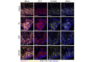 Lactobacillus johnsonii N5 improves the intestinal barrier tight junction protein and HSP70 expressions in dextran sulfate sodium-induced colitis. (TJP1 anticorps)