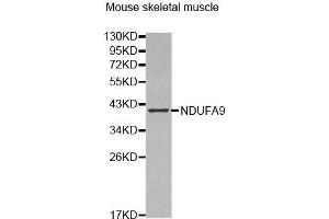 Western Blotting (WB) image for anti-NADH Dehydrogenase (Ubiquinone) 1 alpha Subcomplex, 9, 39kDa (NDUFA9) (AA 1-270) antibody (ABIN6220158) (NDUFA9 anticorps  (AA 1-270))