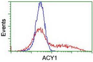 HEK293T cells transfected with either RC201284 overexpress plasmid (Red) or empty vector control plasmid (Blue) were immunostained by anti-ACY1 antibody (ABIN2454791), and then analyzed by flow cytometry. (Aminoacylase 1 anticorps)