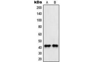 Western blot analysis of PAWR expression in HeLa (A), NIH3T3 (B) whole cell lysates. (PAWR anticorps  (C-Term))