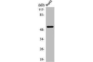 Western Blot analysis of HepG2 cells using PREP-2 Polyclonal Antibody