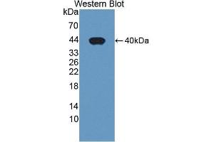 Detection of Recombinant PDE1A, Human using Polyclonal Antibody to Phosphodiesterase 1A, Calmodulin Dependent (PDE1A) (PDE1A anticorps  (AA 2-318))