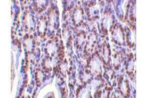 Immunohistochemistry of ANP32A in mouse small intestine tissue with ANP32A polyclonal antibody  at 2 ug/mL . (PHAP1 anticorps  (C-Term))