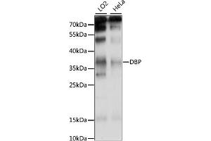 Western blot analysis of extracts of various cell lines, using DBP antibody (ABIN7266668) at 1:1000 dilution.
