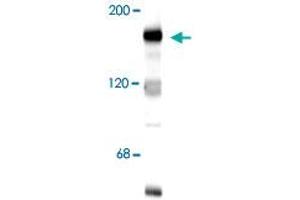 Western blot of 10 ug of rat hippocampal lysate showing specific immunolabeling of the ~180k Grin2b subunit of the NMDA receptor. (GRIN2B anticorps  (N-Term))