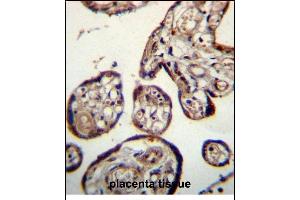 CALU Antibody (C-term) (ABIN656242 and ABIN2845558) immunohistochemistry analysis in formalin fixed and paraffin embedded human placenta tissue followed by peroxidase conjugation of the secondary antibody and DAB staining.