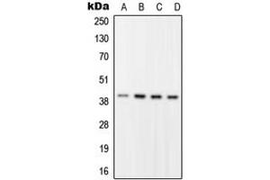 Western blot analysis of RFC2 expression in HEK293T (A), HeLa (B), Raw264. (RFC2 anticorps  (Center))