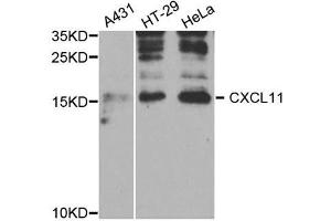 Western Blotting (WB) image for anti-Chemokine (C-X-C Motif) Ligand 11 (CXCL11) antibody (ABIN1882328) (CXCL11 anticorps)