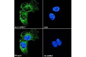 ABIN571066 Immunofluorescence analysis of paraformaldehyde fixed U251 cells, permeabilized with 0. (GPR17 anticorps  (C-Term))