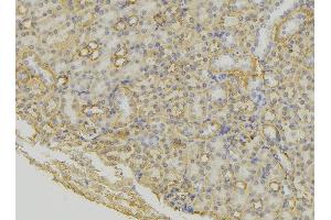 ABIN6279614 at 1/100 staining Mouse kidney tissue by IHC-P. (NPS anticorps  (Internal Region))