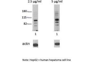 AHR antibody - N-terminal region  validated by WB using Human HepG2 Lysate at 2.