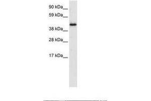 Image no. 1 for anti-Pleiotropic Regulator 1 (PLRG1) (AA 52-101) antibody (ABIN6735918) (PLRG1 anticorps  (AA 52-101))