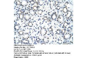 Human kidney (GSC2 anticorps  (C-Term))