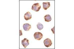 Immunocytochemistry of PUMA in K562 cells with this product at 1 µg/ml.