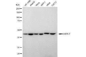 Western blotting analysis using AdSS 2 antibody (ABIN7797540). (Recombinant AdSS 2 anticorps)