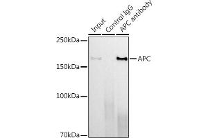 Immunoprecipitation analysis of 600 μg extracts of Mouse lung using 3 μg APC antibody (ABIN7265452).