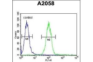 Annexin A1 Antibody (Center) (ABIN390509 and ABIN2840863) flow cytometric analysis of  cells (right histogram) compared to a negative control cell (left histogram). (Annexin a1 anticorps  (AA 129-158))