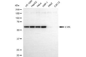 anti-IlvB (Bacterial Acetolactate Synthase)-Like (ILVBL) antibody